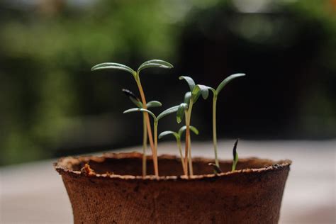 櫻花樹 種植|櫻花種幾年開花？完整栽種指南，輕鬆擁有夢幻花海！ 